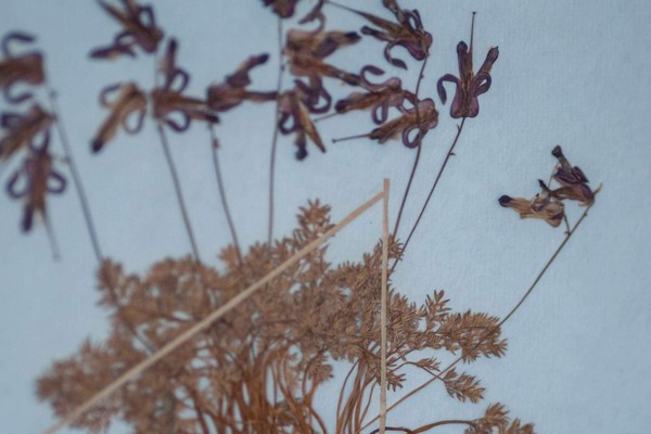 Экскурсия «С неба упавшая звезда»