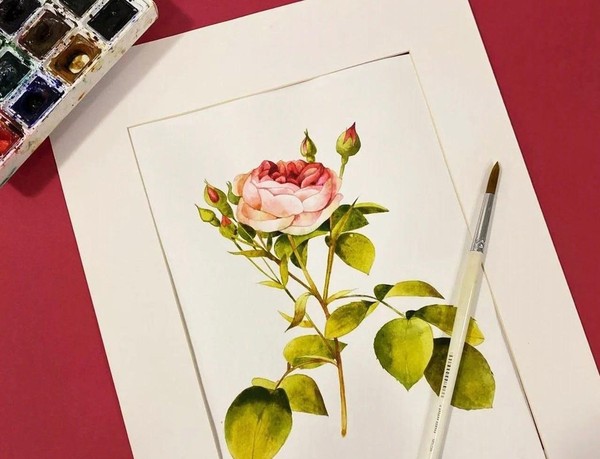 Мастер-класс «Ботанические зарисовки. Роза»