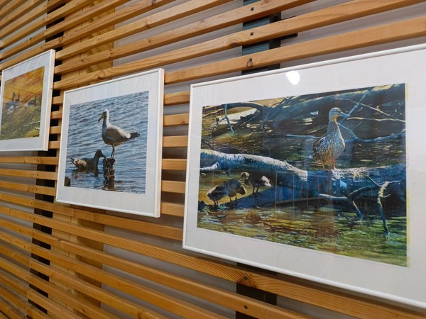 Выставка фотографий «Птицы Курортного района»