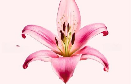 Сон в летнюю ночь