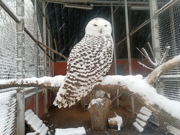 «День орнитолога»