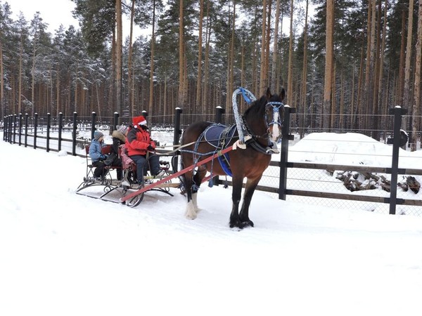Бесплатные катания на санях в Парке копытных