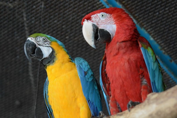 Летающие цветы