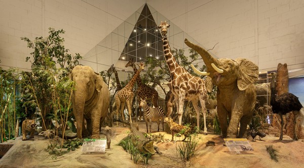 Экспозиция Государственного Дарвиновского музея