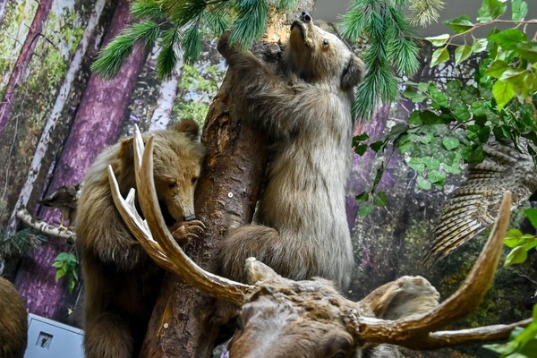 Лекция «Природа Кузбасса»