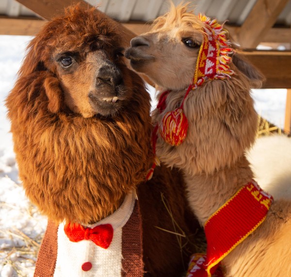 Пушистая Масленица