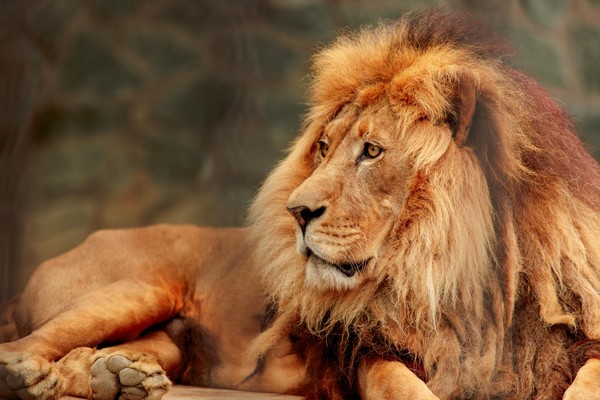 Праздничное мероприятие, посвященное дню рождения льва Лорда