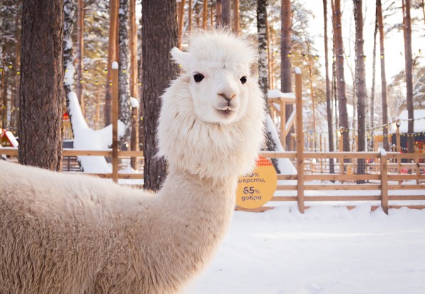 Пушистая масленица