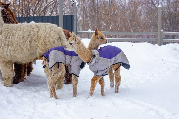 Пушистая Масленица