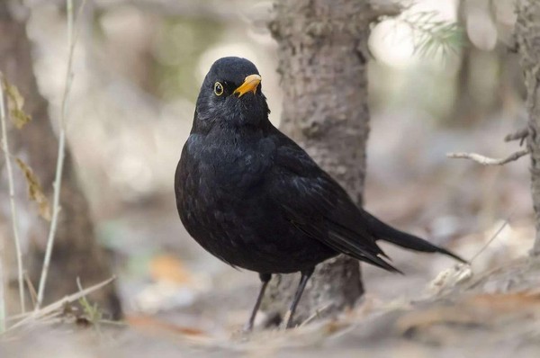 Какие-то вы необычные: об эндемиках, мигрантах и местных пернатых глазами бердвотчера