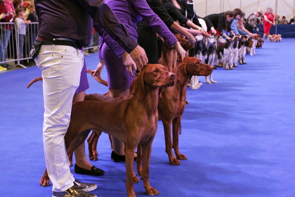 Город собак + Мир кошек