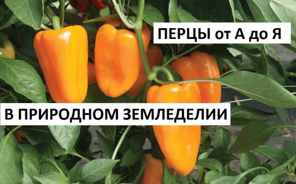 «Перец от А до Я: секреты клубного посева»