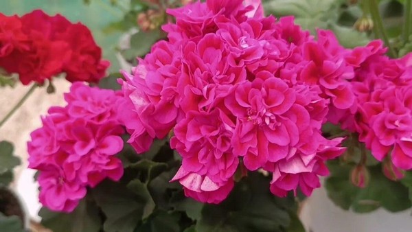 «С любовью к пеларгониям!»