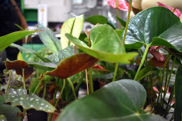 Традиционная весенняя выставка цветов