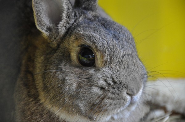 Встреча «Животное дня»