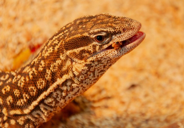 Встреча «Ням–ням Шоу»