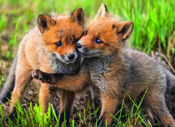 Викторина «Огненный лис»