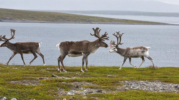 Познавательная программа «Гордость Севера – Олень!»