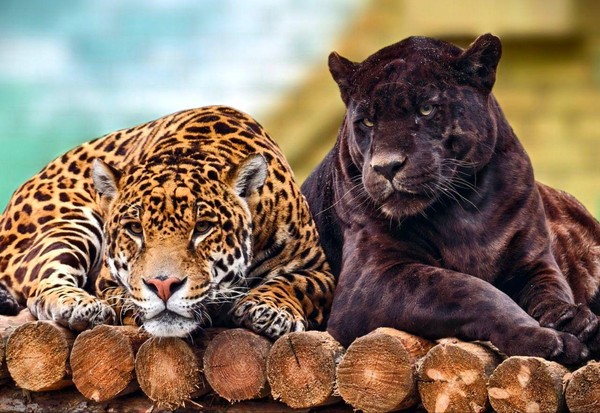 «День рождения черного ягуара Нуар»