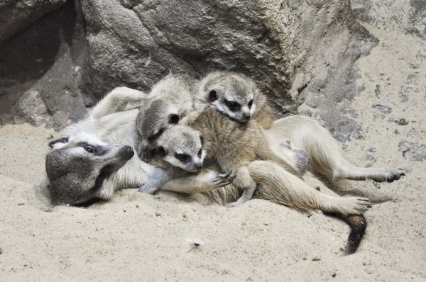 Экспресс-экскурсия «Пятизвездочная»