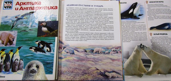 Познавательный час «Край Белых Медведей»