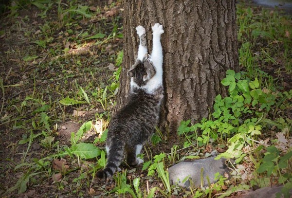 Выставка «Мартовский кот»