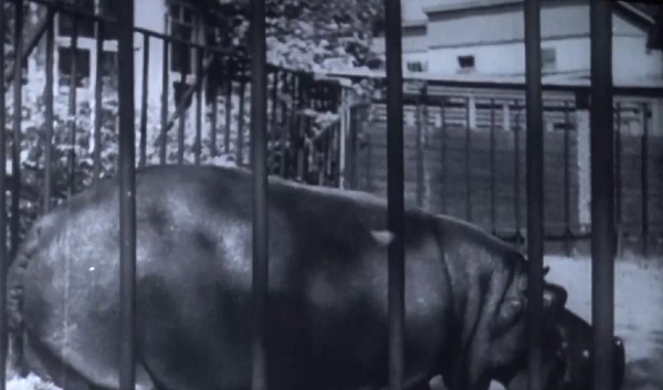 Показ документального фильма «Блокадный зоопарк»