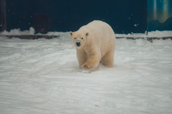 Основная экспозиция «Пермский зоопарк»