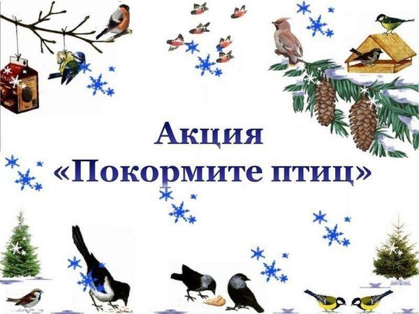 Акция«Покорми птиц зимой»