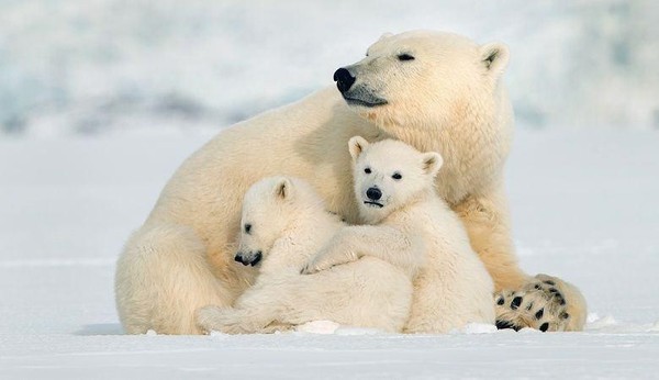 Экологический час «День полярного медведя»