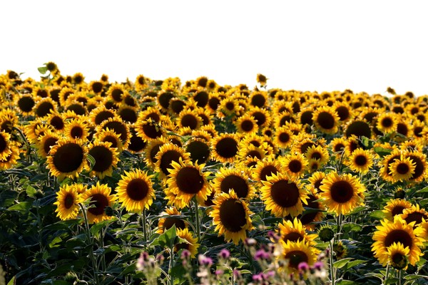 Мастер-класс «Родные просторы»