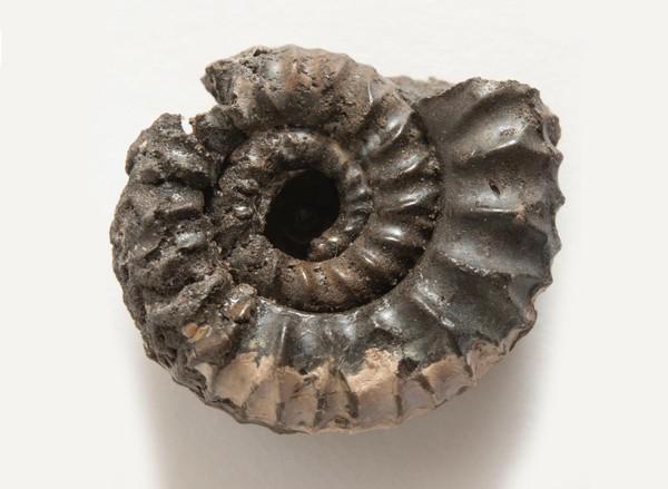 Выставка «Встретимся в палеозое…»