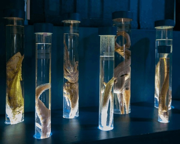 Бесплатное посещение постоянной экспозиции