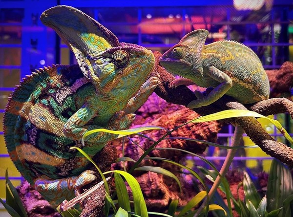 Ночная экскурсия в экзотическом зооцентре «Пантерик»