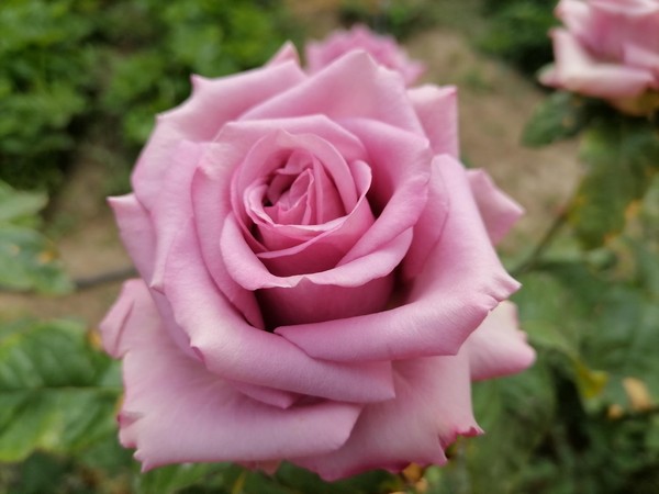 «Ботанические иллюстрации»