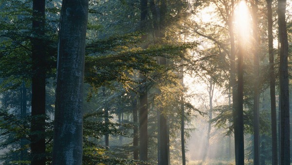 Сурья, или история Лесного до Ивана Кушелева