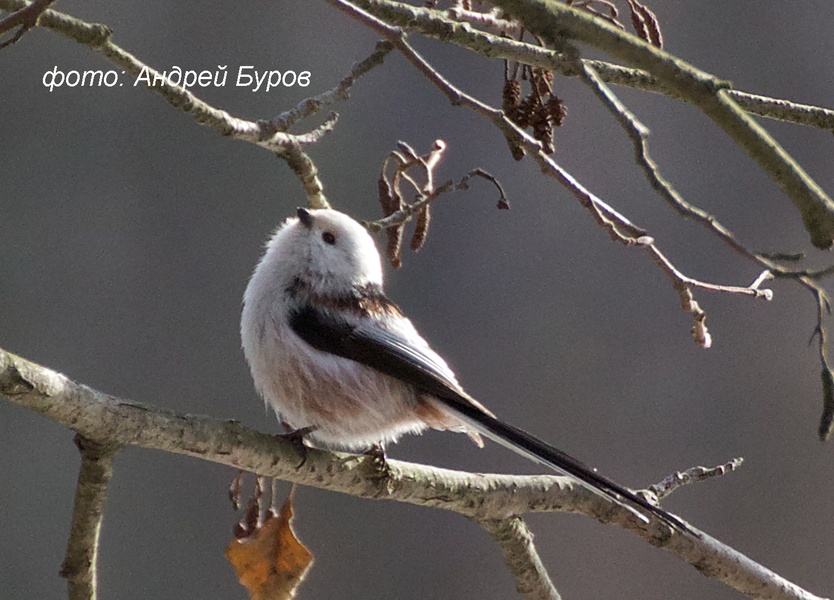 Тайная жизнь зимнего леса. Линдуловская роща и Комаровский берег