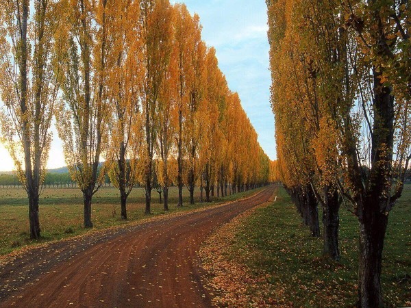 Улетели листья с тополей