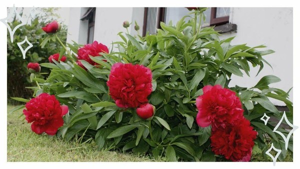 «Расцветаем вместе: посадка пионов»