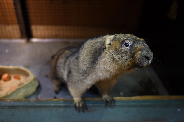 Интерактив «Ням-ням шоу