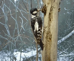 Интерактивная встреча «Адаптация – искусство выживать»