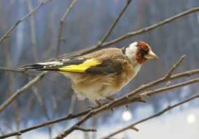 Интерактивная встреча «День птиц»