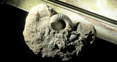 Интерактивная встреча «200 миллионов лет назад»