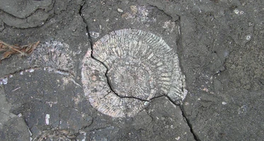 Интерактивная встреча «Полезные ископаемые Костромской области»