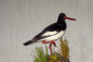 Интерактивная встреча «Мутации и другие причуды природы»