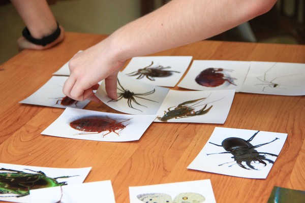 Лекция «История насекомых»