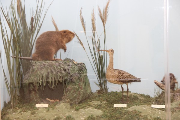 Лекция «Исчезнувшие»