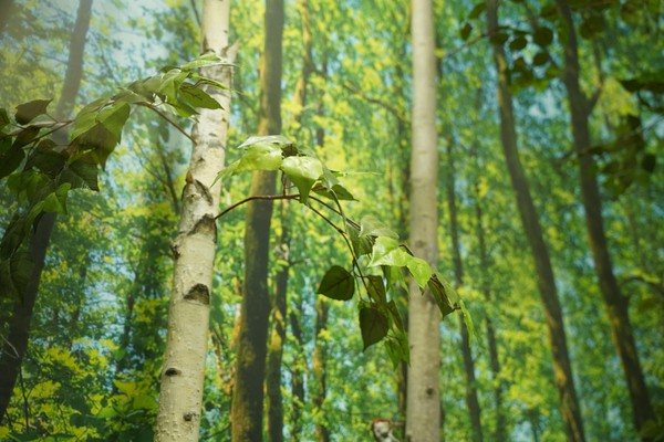 Лекция «Удивительный мир деревьев: от природы к человеку»