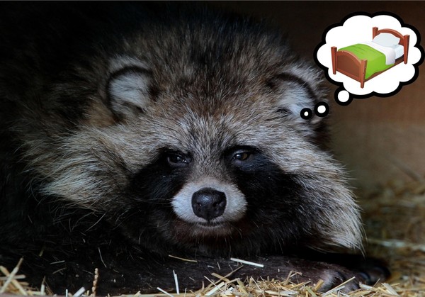 «День спящих животных»