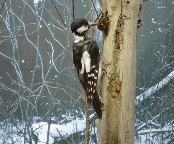 Интерактивная встреча «Адаптация – искусство выживать»